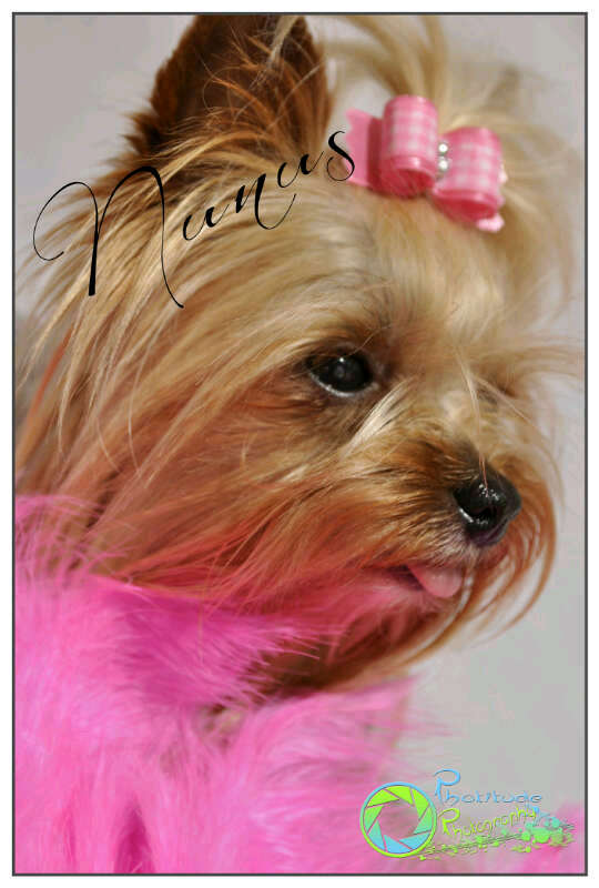 teacup yorkie vs regular yorkie biewer yorkie vs yorkie breeds picture teacup yorkie vs regular yorkie biewer yorkie vs yorkie breeds picture