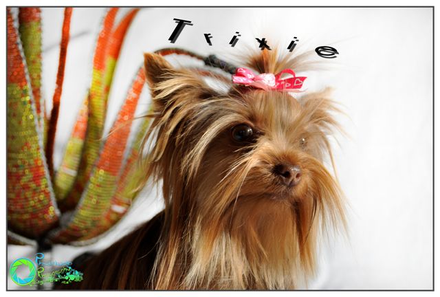 trixie--yorkshire-terrier