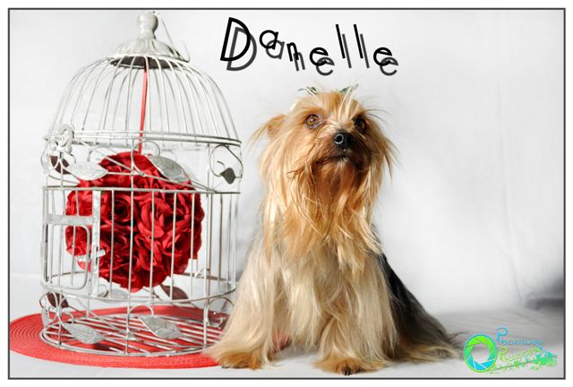 danelle--yorkshire-terrier