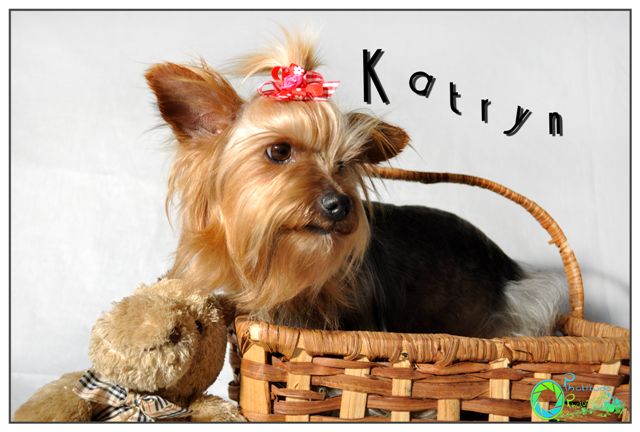 katryn--yorkshire-terrier