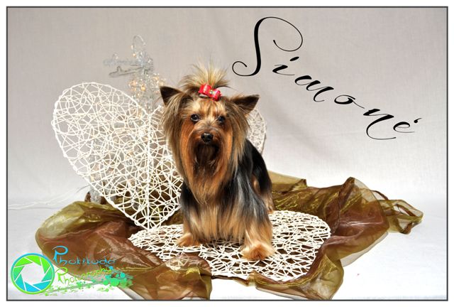 simone--yorkshire-terrier